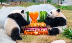 Hong Kong Ocean Park, 50. kuruluş yıldönümünü yeni tesisler ve kent genelindeki kutlamalarla karşılayacak