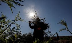 İsrail, Batı Şeria'da Filistinlilere ait 8 bini aşkın asırlık zeytin ağacını kesti