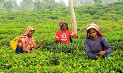 Bangladeş'in Çay Başkenti Sreemangal'da Çay Toplama Sezonu Başladı.