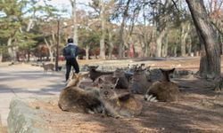 Japonya'nın Nara Kentinde Geyikler İnsanlarla Bir Arada Yaşıyor!