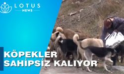 Türkiye'de getirilen yeni yasak köpeklerin terk edilmesine ve kaygılara yol açıyor