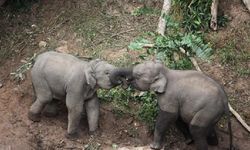 Yunnan'da yeni doğmuş yabani Asya filleri görüldü