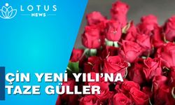 Çin'in Lanzou kentinde gül yetiştiriciliği pembe bir yaşam yaratıyor