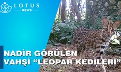 Nadir görülen vahşi leopar kedileri Çin'in güneyinde görüntülendi