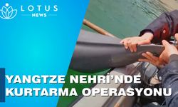 Çin'in Yangtze Nehri'nde iplere dolanan bir sırt yüzgeçsiz yunus kurtarıldı