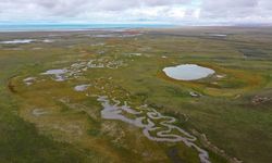 Araştırmacılar, Qinghai-Tibet Platosu'ndaki türlerin biyolojik çeşitliliğinin kökenlerini keşfetti