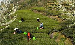 Çin'de çay hasadı