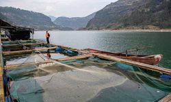 Çin'de Yangtze mersin balıklarının üreme merkezinden kareler