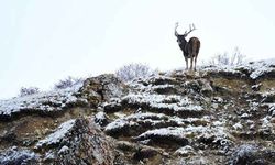 Çin'de ak dudaklı geyikleri kaçak olarak avlayan dört kişiye hapis cezası verildi