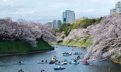 Japonya'da kiraz çiçekleri açtı