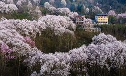 Jiangyou'da manolyalar çiçek açtı