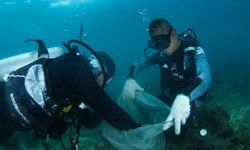 Çinli bilim insanları, plastiği parçalayabilen deniz mantarı keşfetti