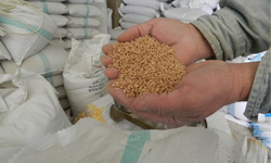 FAO başekonomisti, Ukrayna çatışmasının gıda güvenliği üzerindeki olası ağır bedeli konusunda uyardı
