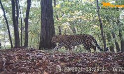 Çin'in kuzeyindeki vahşi leopar popülasyonu genişliyor