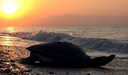 Mersin'de 4 bine yakın caretta caretta yuvası