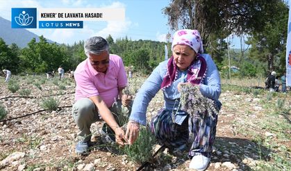 Antalya Kemer'de lavanta hasadı