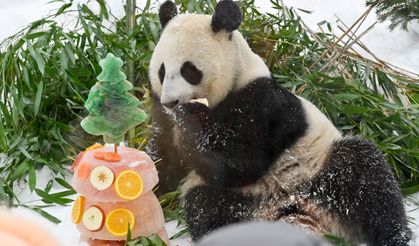 Moskova Hayvanat Bahçesi'ndeki dev pandalar Çin Yeni Yılı kutlamalarında yoğun ilgi topladı