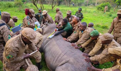 Fotoğraf: Uganda'da beyaz gergedanlar 40 yıl sonra Kidepo Vadisi Ulusal Parkı'na geri dönüyor