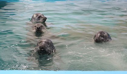 Çin'in Dalian kentinde kurtarılan ve yetiştirilen 5 benekli fok denize salındı