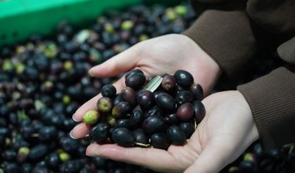 Çin'in önemli zeytin üretim merkezlerinden Wudu'nun üretim değeri 591 milyon dolara ulaştı