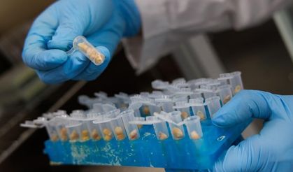 Çinli bilim insanları, yüksek proteinli mısır geliştirdi