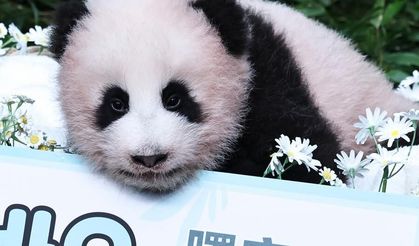 Güney Kore'de doğan dev panda yavrusuna Shu Bao adı verildi