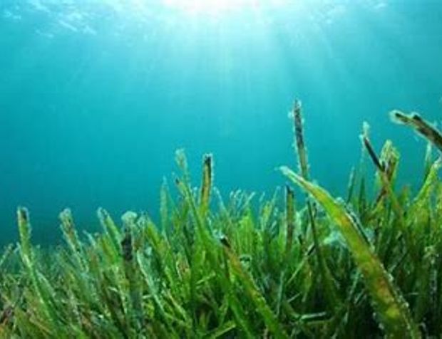 Araştırma: Güney Avustralya deniz yosunu ciltteki yaşlanma etkilerini yavaşlatabilir