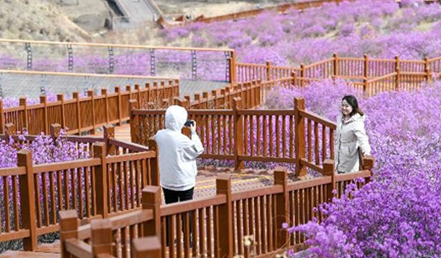 Çin'in İç Moğolistan bölgesinde açelyalar çiçek açtı