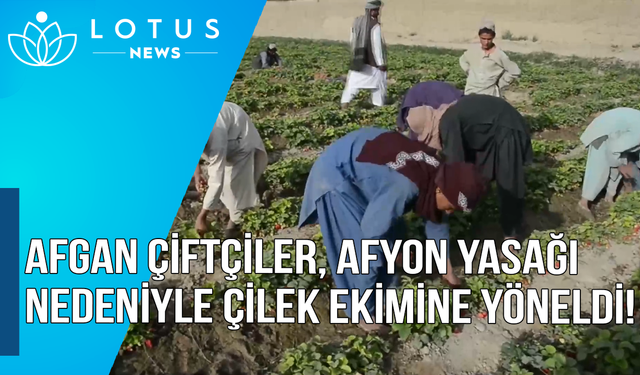 Video: Afgan çiftçiler, afyon yasağı nedeniyle çilek ekimine yöneldi