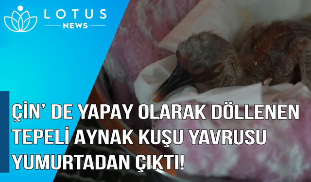 Video: Çin'de yapay olarak döllenen tepeli aynak kuşu yavrusu yumurtadan çıktı