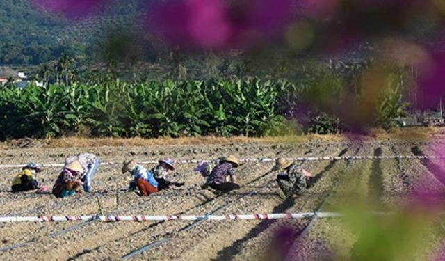 Hainan'daki yetiştirme üssü her yıl binlerce bilim insanını ağırlıyor