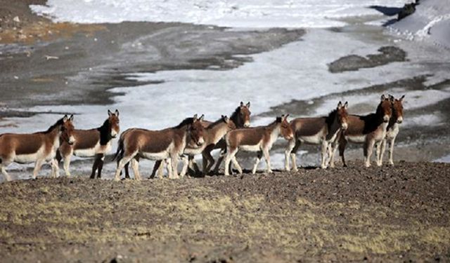 Tibet'te yaban hayatını koruma çalışmaları başarıyla devam ediyor