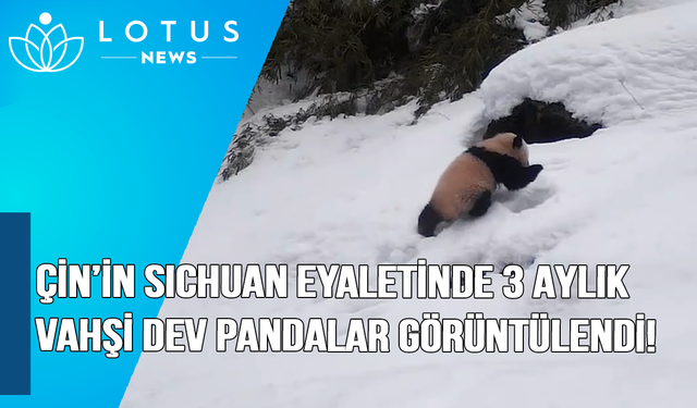 Video: Çin'in Sichuan eyaletinde üç aylık vahşi dev panda yavrusu görüntülendi