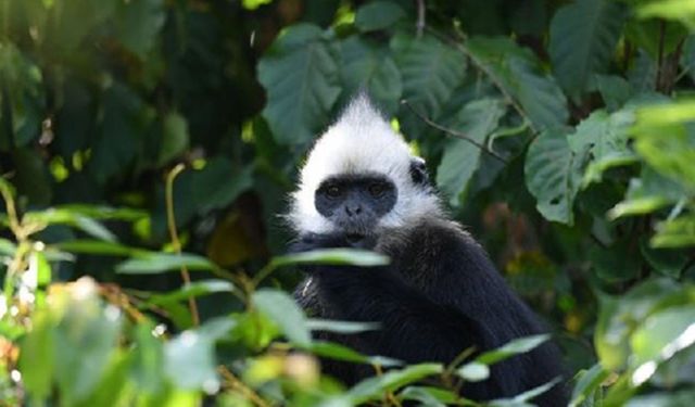 Nesli tükenmekte olan ak başlı langur nüfusu 1.300'e yükseldi