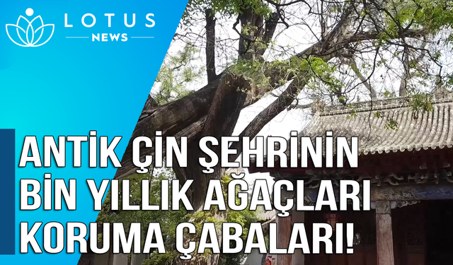 Video: Antik Çin şehrinin bin yıllık ağaçları koruma çabaları