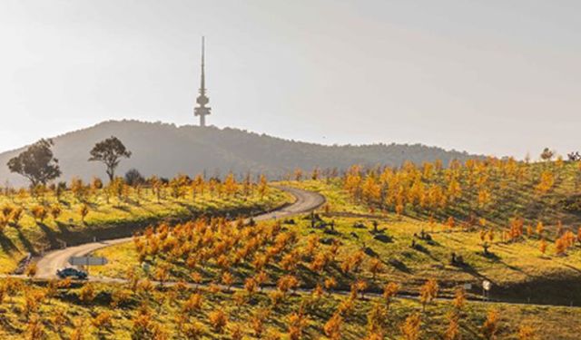 Avustralya'daki Ulusal Arboretum'dan sonbahar manzarası