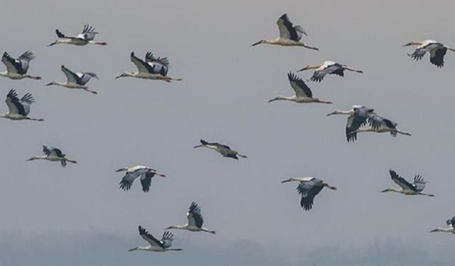 COP15 Başkanı: Çin'in biyolojik çeşitliliği koruma hedefleri ortalamanın üzerinde