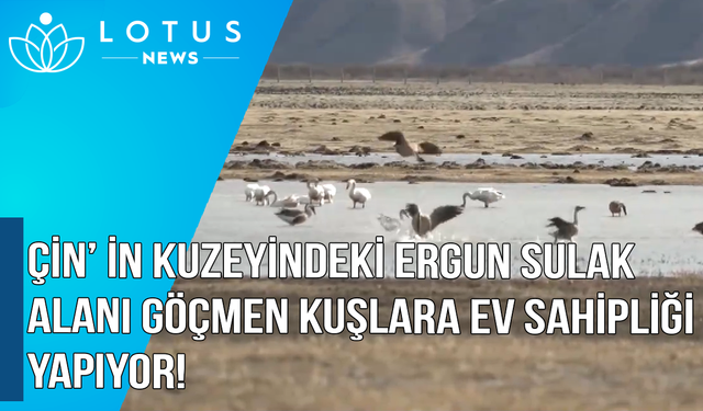 Video: Çin'in kuzeyindeki Ergun Sulak Alanı 10 milyondan fazla göçmen kuşa ev sahipliği yapıyor