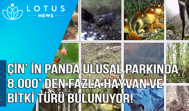 Çin'in panda ulusal parkında 8.000'den fazla hayvan ve bitki türü bulunuyor