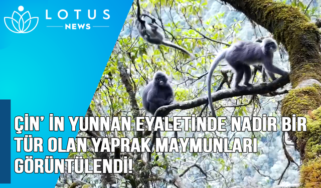 Video: Çin'in Yunnan eyaletinde nadir bir tür olan yaprak maymunları görüldü