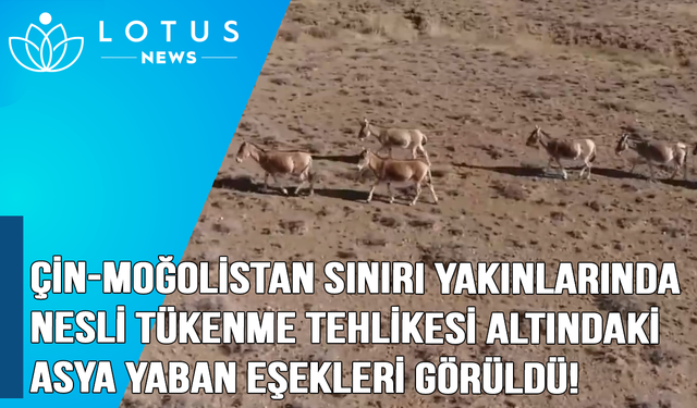 Video: Çin-Moğolistan sınırı yakınlarında nesli tükenme tehlikesi altındaki Asya yaban eşekleri görüldü