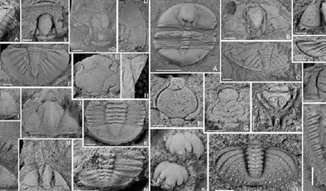 Bilim insanları, Çin'in Yunnan eyaletinde 400 milyon yıl öncesine ait yeni bir grup trilobit fosili keşfetti