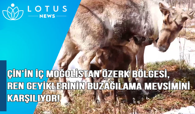 Video: Çin'in İç Moğolistan Özerk Bölgesi, Ren geyiklerinin buzağılama mevsimini karşılıyor