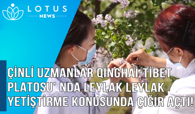 Video: Çinli uzmanlar Qinghai-Tibet Platosu'nda leylak yetiştirme konusunda çığır açtı