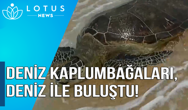 Video: Çin'in Guangdong eyaletinde 43 deniz kaplumbağası denize bırakıldı