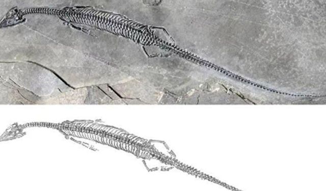 Çinli bilim insanları yeni bir deniz sürüngeninin fosilini buldu