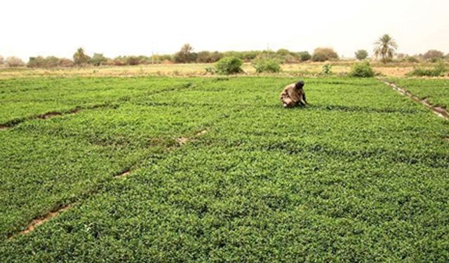 Sudan'da gıda krizi uyarısı