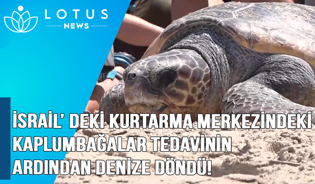 Video: İsrail'deki kurtarma merkezindeki kaplumbağalar tedavinin ardından denize döndü