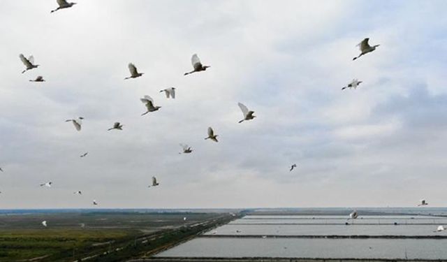 Çin'in Jiangsu eyaletinde 857 yeni tür belgelendi