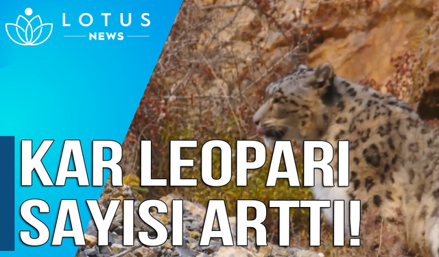 Video: Dünyanın en yüksek doğa koruma alanında kar leoparlarının sayısı arttı